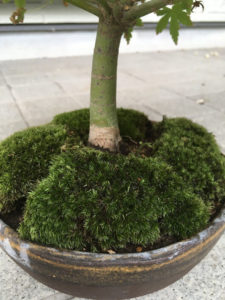もみじ と まるばの木 のミニ盆栽 苔を張り替えました 大阪狭山市 たにしまクリニック